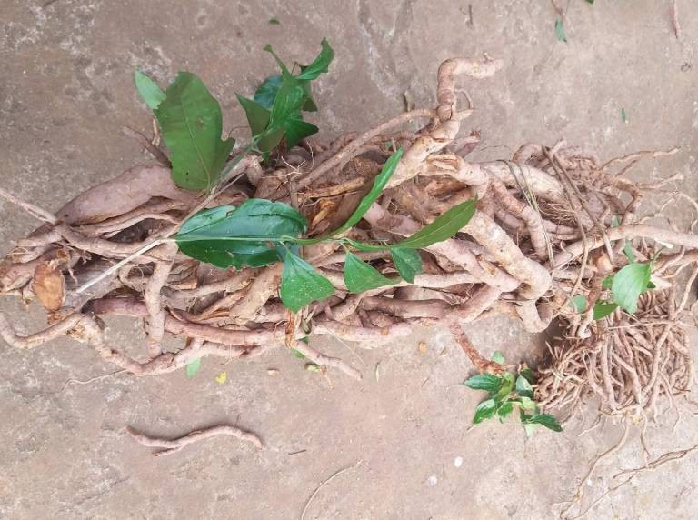 sâm xuyên đá là loại sâm cùng họ với sâm ngọc linh