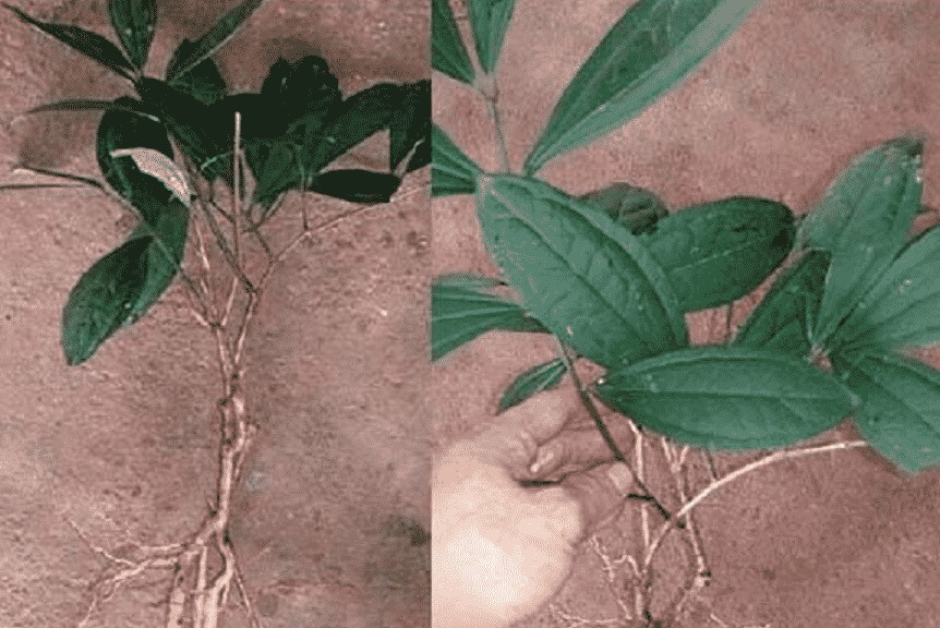 Mọc ở vùng núi cao, tưởng cây dại hoá ra là sâm quý 350.000 đồng/kg