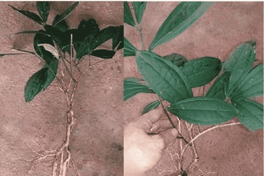 Mọc ở vùng núi cao, tưởng cây dại hoá ra là sâm quý 350.000 đồng/kg