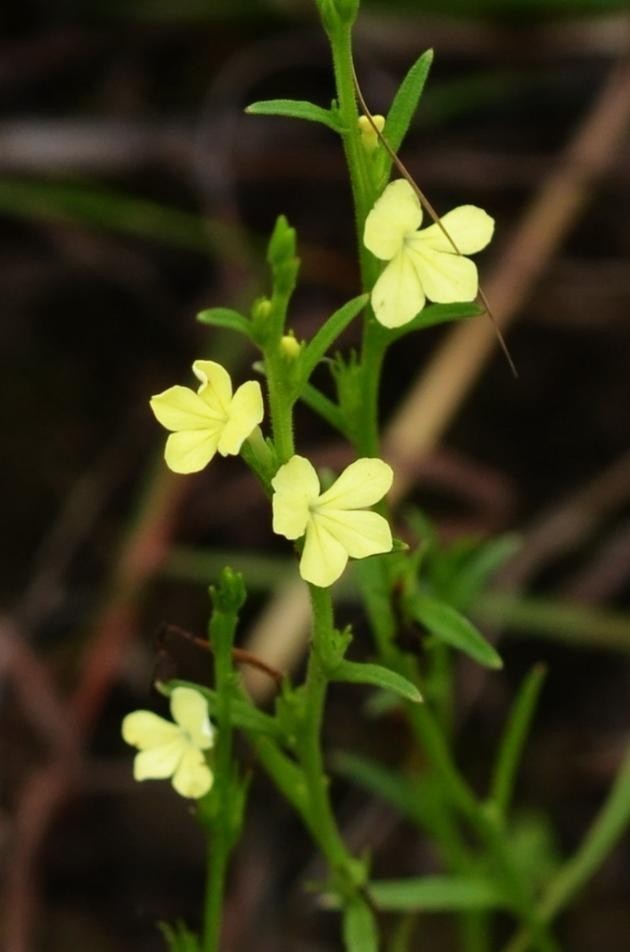 Voòng phá thuộc họ hoa mõm sói.