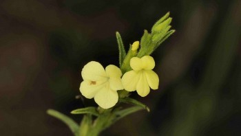 Xưa là cỏ dại bị nhà nông ghét bỏ, nay phơi khô thành dược liệu quý 4 triệu đồng/kg