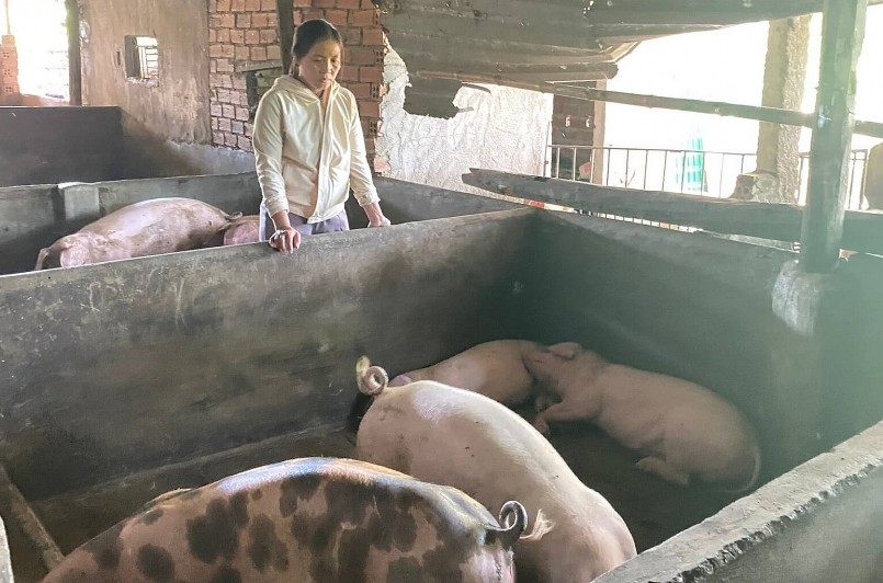 Giá heo hơi liên tục giảm là do nhu cầu tiêu dùng giảm mạnh. 