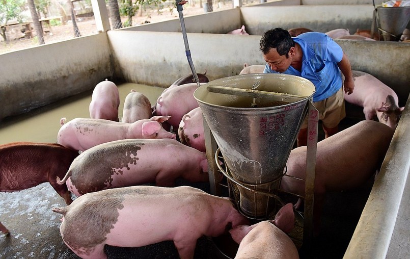Người chăn nuôi heo sẽ còn khó khăn khi thị trường bão hòa, các doanh nghiệp cạnh tranh giàn thị phần.