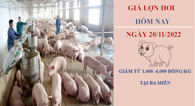 Giá heo hơi hôm nay 20/11/2022: Tiếp tục giảm trong tuần tới?