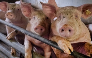 Giá heo hơi hôm nay 20/11 giảm 6.000 đồng/kg so với tuần trước, heo dư thừa sao vẫn chưa có động thái mở biên?