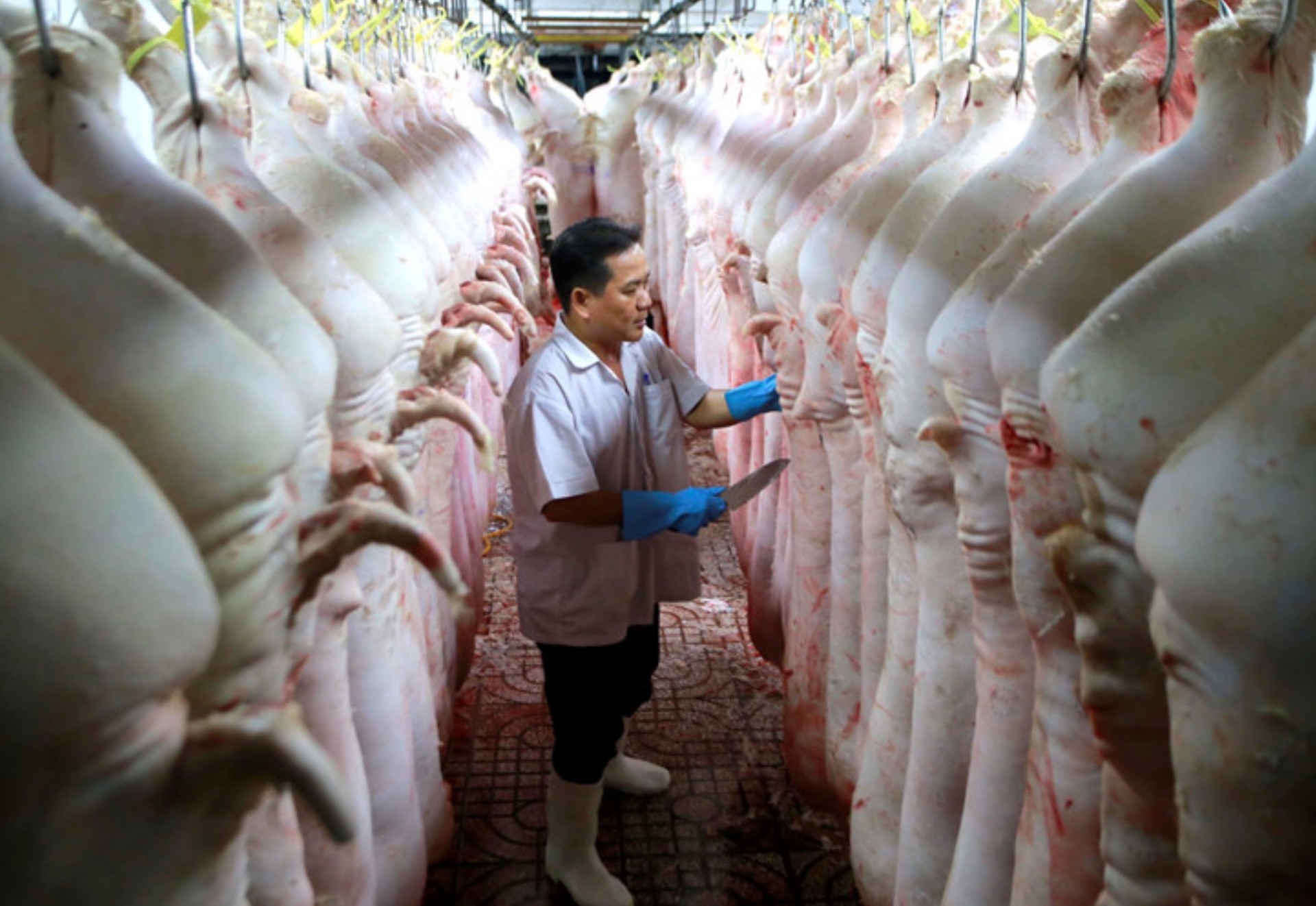 Giá heo hơi giảm sâu, sao giá heo móc hàm vẫn ở mức rất cao?