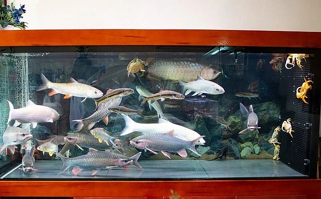 Sau khi thuần, cua kiểng được nuôi ngập trong bể cùng các loại cá khác. Anh Lộc đã làm một hệ thống lưới (bên phải thành bể) để cua bám, leo lên trên những lúc cần oxy (Ảnh: Viên Minh).