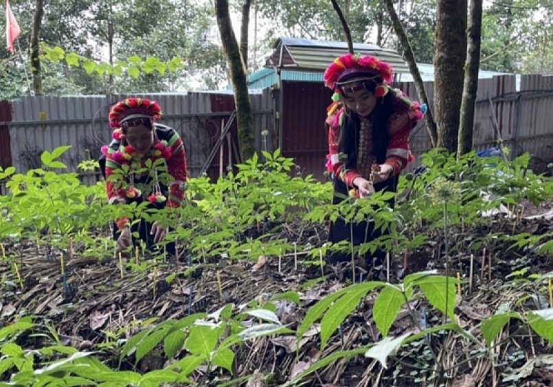 Nếu phát triển tốt vùng sâm trên địa bàn sẽ tạo việc làm, thu nhập ổn định giúp người dân vươn lên làm giàu.