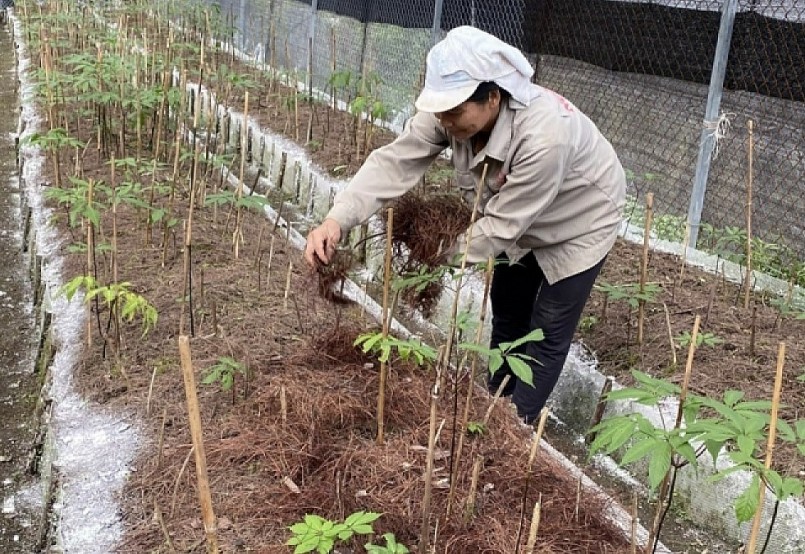 Đến nay ở Lai Châu đã có gần 30 doanh nghiệp, hợp tác xã, hộ gia đình, cá nhân trồng sâm.