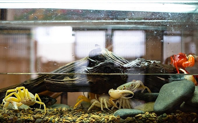 Cua kiểng có thể được nuôi bán cạn (Ảnh: Viên Minh).