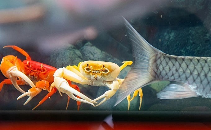 Dòng cua vàng/cam cũng được khách hàng quan tâm nhiều (Ảnh: Viên Minh).