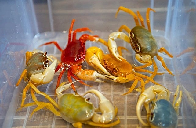 Cua kiểng tên Hainan potamon với màu sắc lạ mắt, thu hút người chơi (Ảnh: Viên Minh).