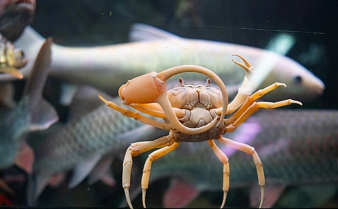 Xu hướng chơi cua kiểng nở rộ nhiều năm gần đây (Ảnh: Viên Minh).