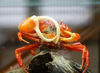 Nổi tiếng hung dữ và hầm hố, cua cảnh đang được săn lùng, giá nửa triệu/cặp