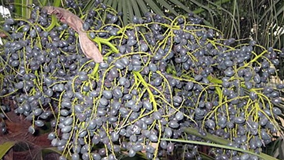 Loại quả rụng đầy đồi không ai nhặt, thành đặc sản nhiều người tìm mua