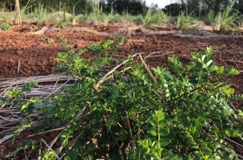 Cây có tên “cực dị” xưa mọc dại khắp nơi, giờ “lên đời” thành gia vị đắt đỏ 800.000 đồng/kg