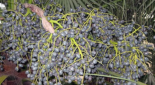 Loại quả gắn liền tuổi thơ đang gây \'sốt\' chỉ có người sành ăn mới biết