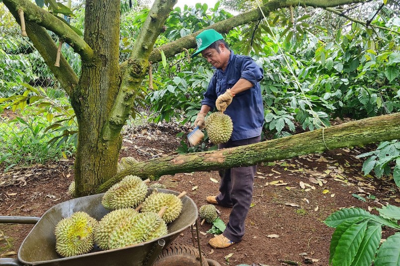 giá mua tại vườn từ 65.000 – 85.000 đồng/kg