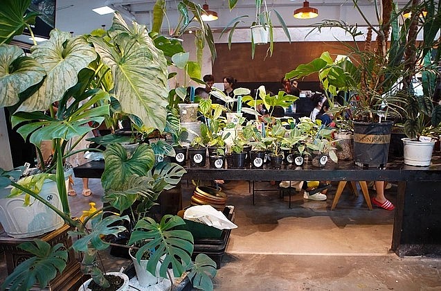 Không gian tràn ngập sắc xanh kiểng lá tại buổi offline lớn nhất miền Bắc (Ảnh: Viên Minh).