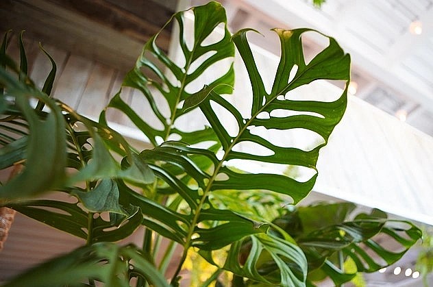 Monstera esqueleto có lá to dài hơn 1m khi trưởng thành. Cấu trúc lỗ trên mặt lá cũng to đều, sắp xếp xen kẽ nhau giữa hàng lỗ to nhỏ dọc gân lá (Ảnh: Viên Minh).
