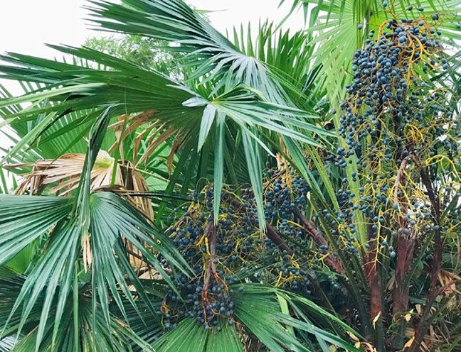 Loại quả gắn liền tuổi thơ đang gây \'sốt\' chỉ có người sành ăn mới biết