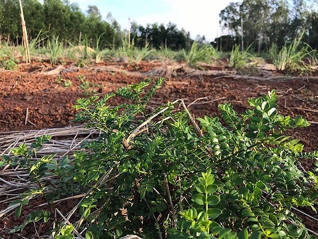 Cây có tên “cực dị” xưa mọc dại khắp nơi, giờ “lên đời” thành gia vị đắt đỏ 800.000đồng/kg