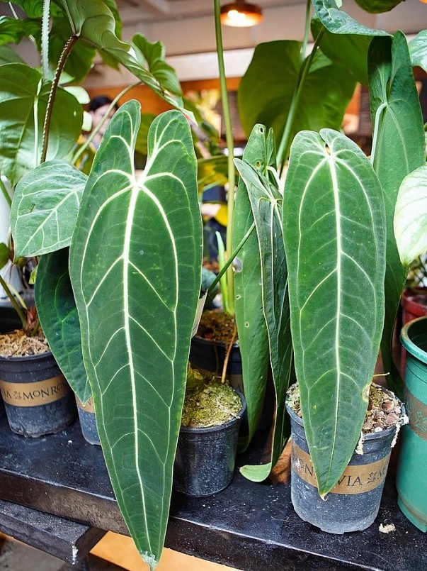 Anthurium warocqueanum (queen) được mệnh danh là nữ hoàng của dòng Anthurium, có kích thước lớn khi trưởng thành. Dòng cây này gây ấn tượng với lá dài hình mũi giáo, bộ gân lá đặc sắc trên bề mặt (Ảnh: Viên Minh).