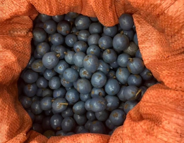 Loại quả gắn liền tuổi thơ đang gây \'sốt\' chỉ có người sành ăn mới biết