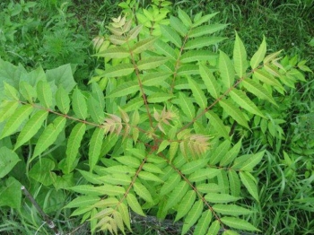 Cây có độc, nghe tên đã "ghê" mà rất nhiều người muốn ăn, giá 600.000 đồng/kg không có mà mua