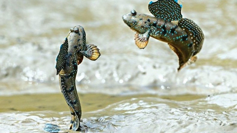 Loài cá biết leo cây, chạy nhảy được xếp hạng đặc sản kỳ lạ nhất hành tinh