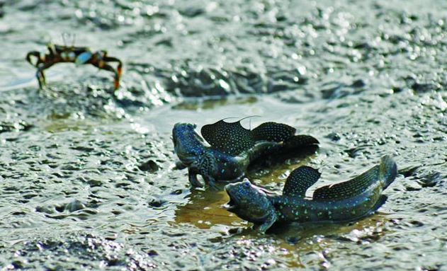 Loài cá biết leo cây, chạy nhảy được xếp hạng đặc sản kỳ lạ nhất hành tinh