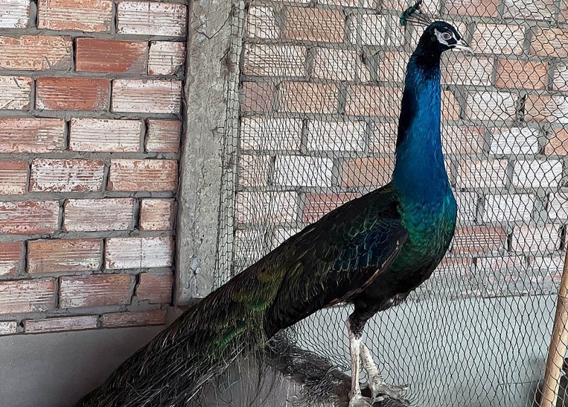 Chim công xanh trong trại của anh Phúc. Chim công xanh trong trại của anh Phúc.