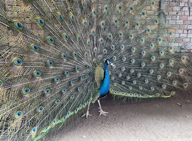 Chim công đẹp nhất khi chúng xòe cánh múa. Chim công đẹp nhất khi chúng xòe cánh múa.