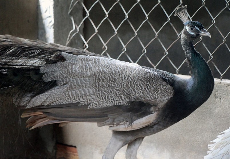 Chim công xám. Chim công xám.