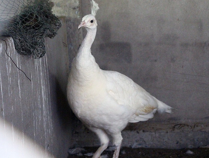 Chim công trắng. Chim công trắng.