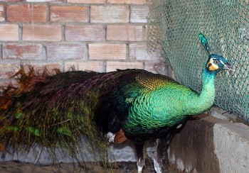 Nhờ biệt tài nuôi chim quý, người đàn ông miền Tây kiếm nửa tỷ mỗi năm