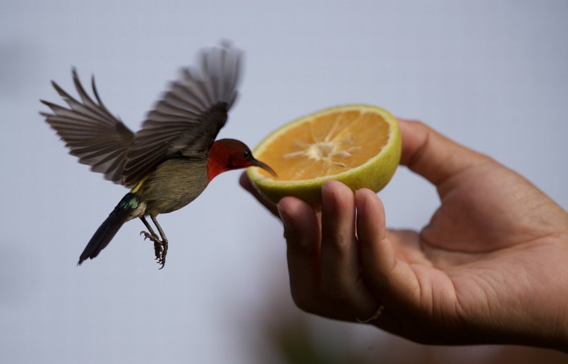 Sống gần gũi với chủ nên những chú chim trong vườn của Huyền Anh hết sức thân thiện, dễ gần.