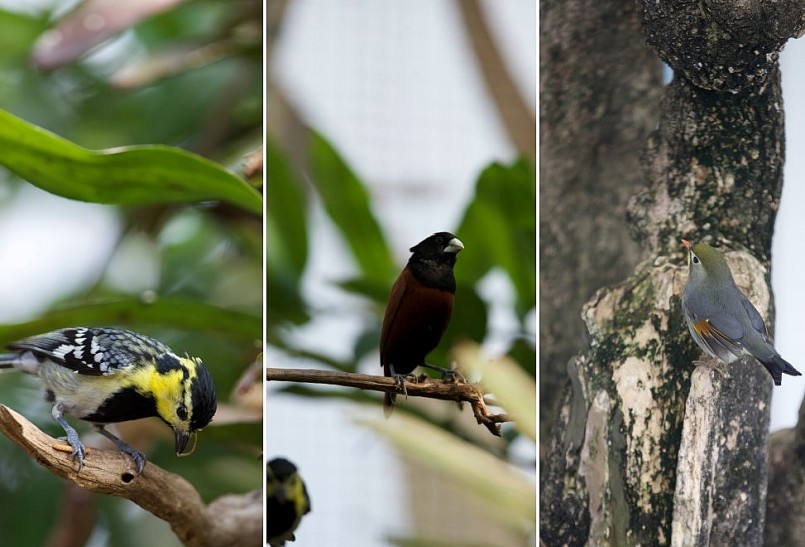 Khu vườn có nhiều loại chim quý hiếm được nhập từ nước ngoài.