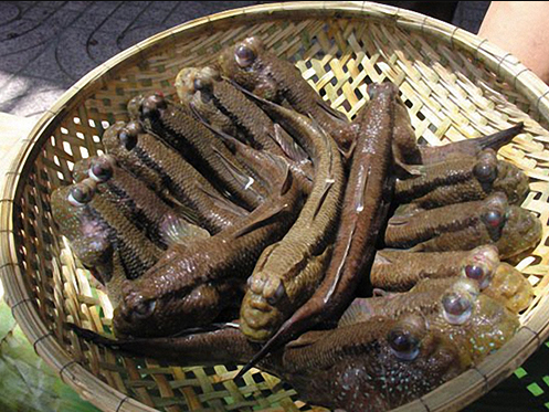 Loài cá biết leo cây, chạy nhảy được xếp hạng đặc sản kỳ lạ nhất hành tinh