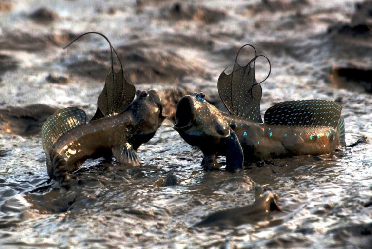 Loài cá biết leo cây, chạy nhảy được xếp hạng đặc sản kỳ lạ nhất hành tinh