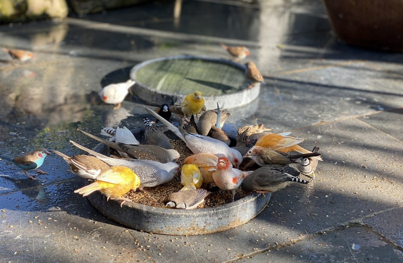 Hiện, các loài chim quý sống hòa hợp cùng nhau trong hệ sinh thái và nhanh chóng gia tăng số lượng. 