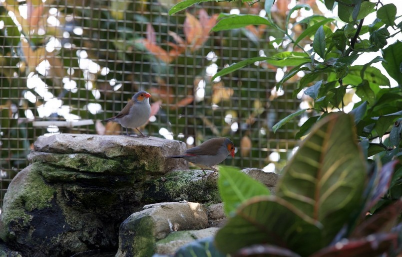 Sau khi cây cối phát triển tốt, anh bắt đầu đưa các loài chim quý vào nuôi trong khu vườn. 