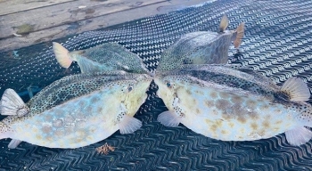 Con vật kỳ lạ, vuông vức y như cái hòm, giá “cực chát” 2,5 triệu đồng/kg cũng không có mà mua