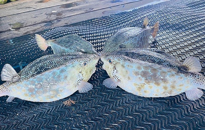 Con vật kỳ lạ, vuông vức y như cái hòm