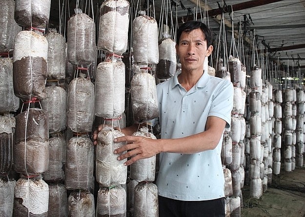 Nghề trồng nấm đã giúp anh Quyên tận dụng được rất nhiều phụ phẩm, cho thu nhập cao và tạo nguồn phân hữu cơ cho cây trồng. Ảnh: Trung Quân.