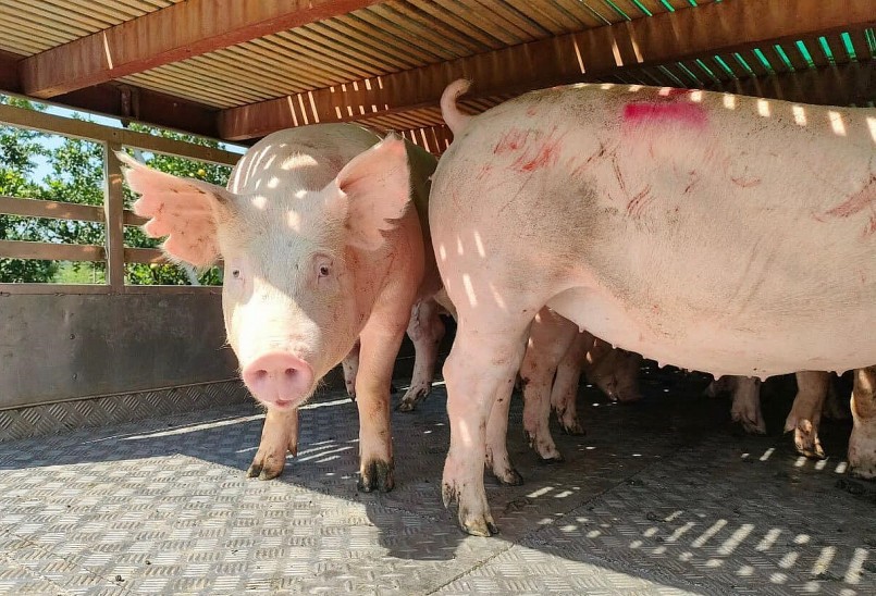 Giá heo hơi hôm nay 21/11 chững lại quanh mức 51 – 54.000 đồng/kg. Giá heo hơi hôm nay 21/11 chững lại quanh mức 51 – 54.000 đồng/kg.