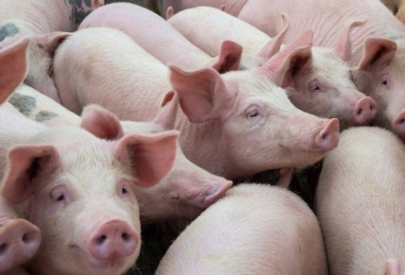 Người nuôi heo đang khó khăn vì thua lỗ do giá giảm. Người nuôi heo đang khó khăn vì thua lỗ do giá giảm.