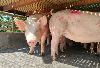 Giá heo hơi hôm nay 21/11 chững lại, doanh nghiệp, người dân đều gặp khó, cần khơi thông xuất khẩu