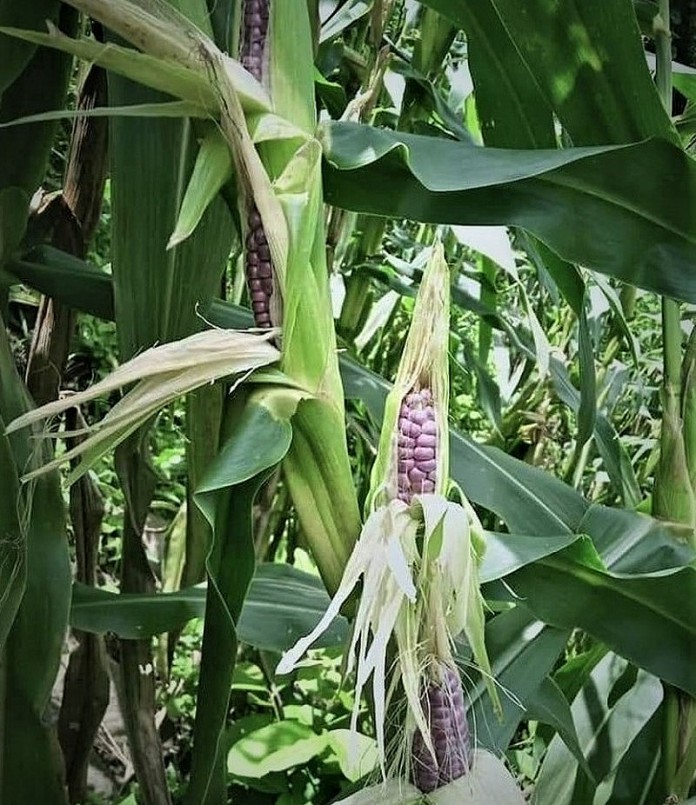 Ngô nếp tím được đồng bào dân tộc Mông ở Yên Bái trồng trên nương.