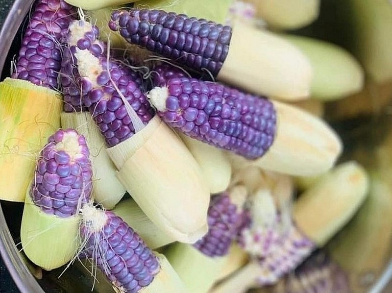 Giống ngô tím lạ mắt này được canh tác theo phương pháp hữu cơ nên chất lượng rất cao, cho hương vị đặc biệt.